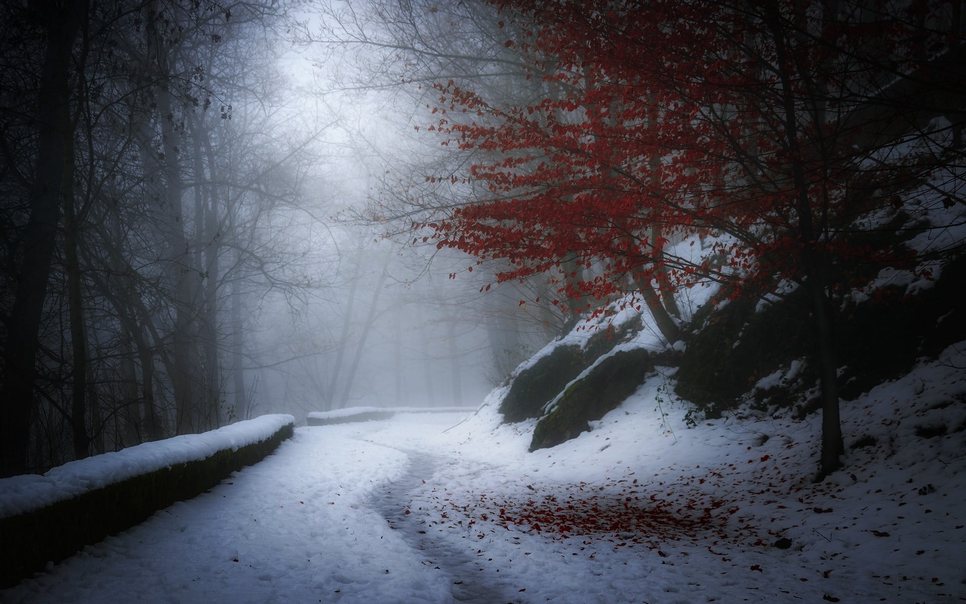 branch, cold, hills, snow