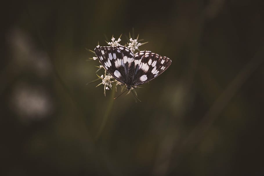 Butterfly LED Lights, petal, freshness, meadow, insect Free HD Wallpaper