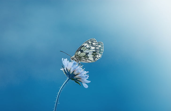 Butterfly Windows 1.0, closeup, nature, animal, flower head Free HD Wallpaper