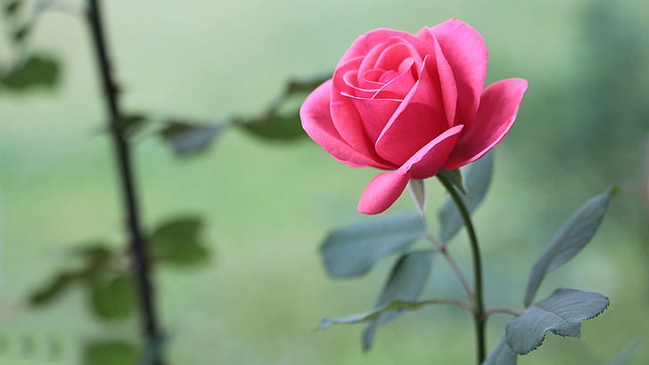 Different Beautiful Flowers, flowers, pink, rose, pink rose Free HD Wallpaper