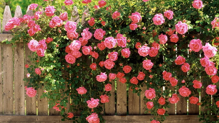 Fence Flower Baskets, on, love, flower, pink Free HD Wallpaper