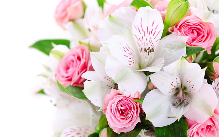 Floral, flowers, pink, white, photograph Free HD Wallpaper