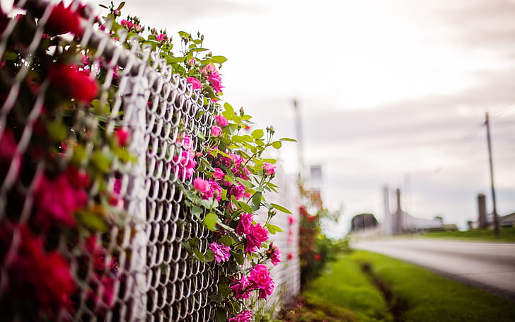 Flower Bed Fence, Pink, rose, pink, fence, Free HD Wallpaper