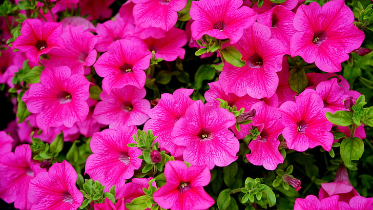 flower, growth, petunia, plant part