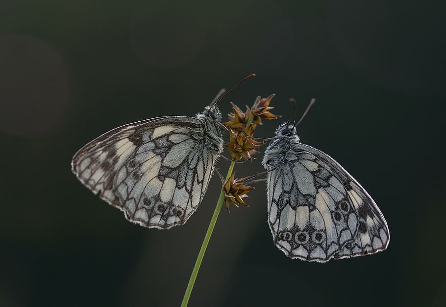 Gemini Mythology, flower, duo, animal wildlife, macro Free HD Wallpaper