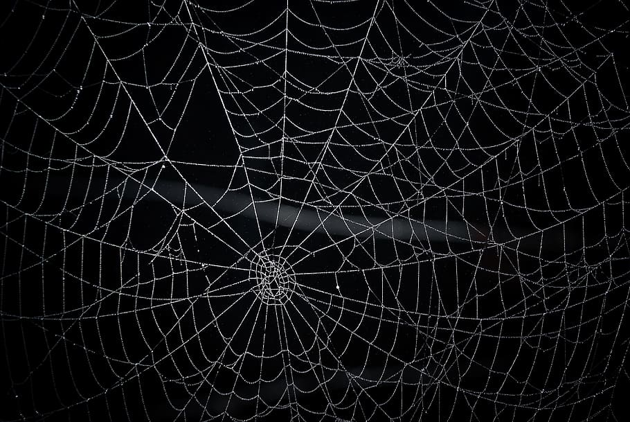 Geometric Spider Web, beauty in nature, natural pattern, pattern, arachnid Free HD Wallpaper