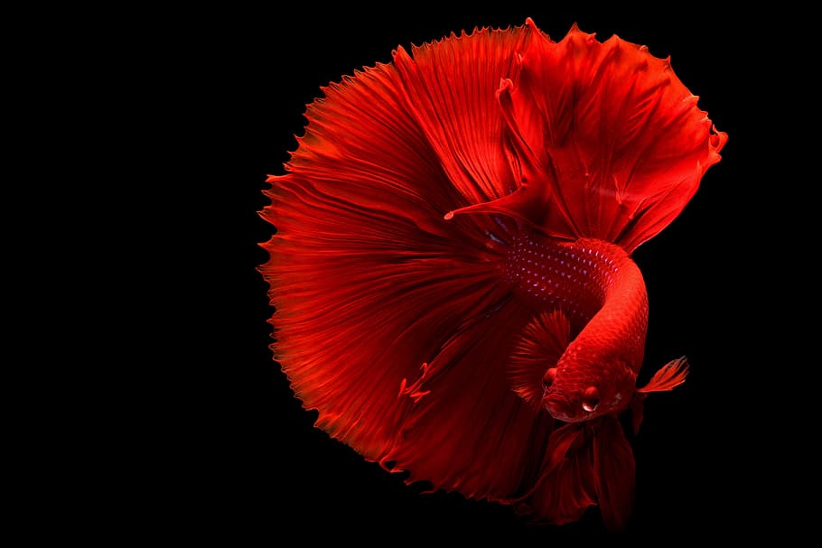 Japanese Betta Fish, inflorescence, plant, vulnerability, nature