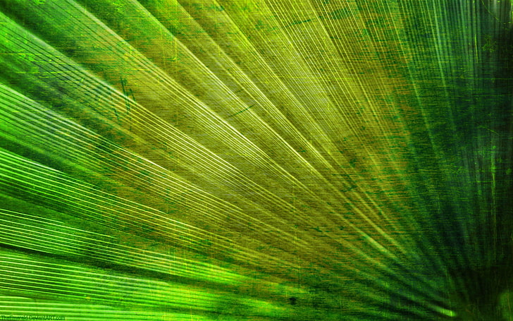 leaf, tree, abstract backgrounds, radial Free HD Wallpaper