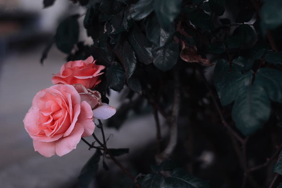 Minimalist Laptop Hd, rose, plant, rose  flower, focus