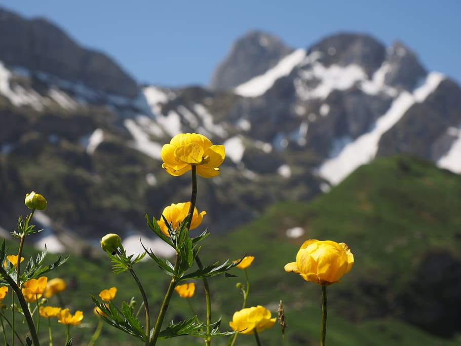 Mountain Flower Scenery, outdoors, buttercup, mountain plant, scenics  nature