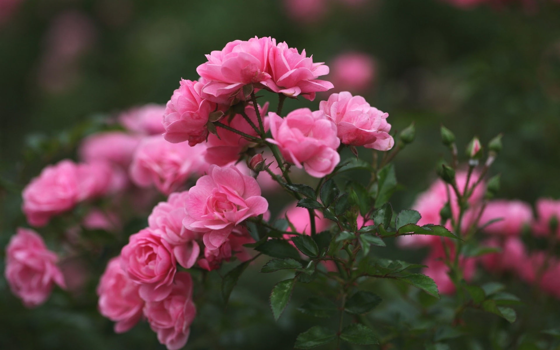 pink, rose, flowers, buds