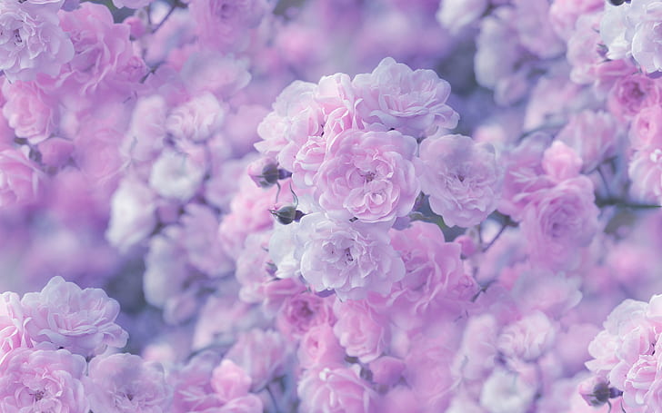 Pink Rose, pink-and-white, rose, flower, macro