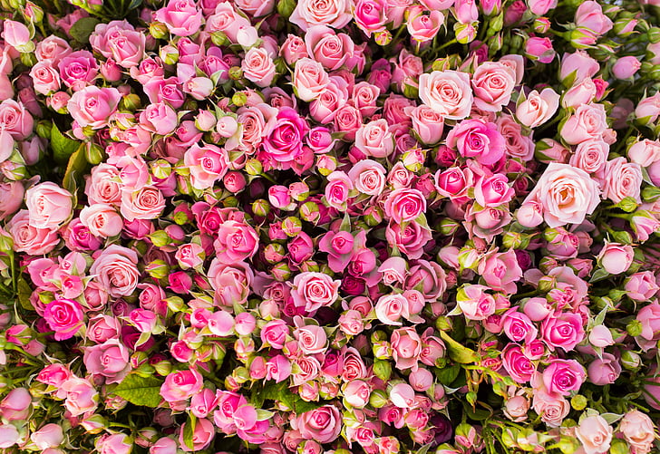 pink roses Free HD Wallpaper