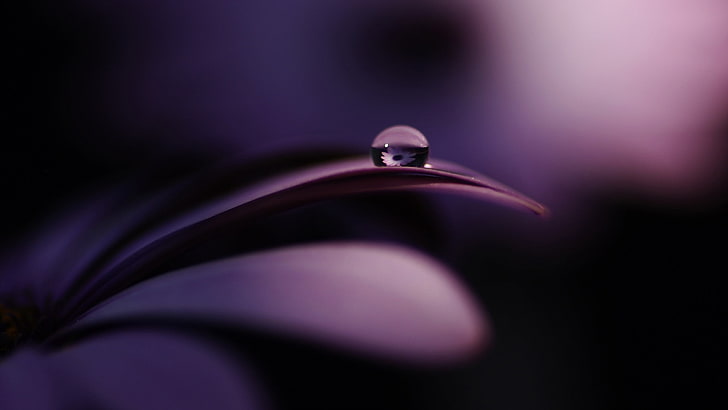 Purple Flower Nature, diamond  gemstone, freshness, celebration, engagement ring Free HD Wallpaper