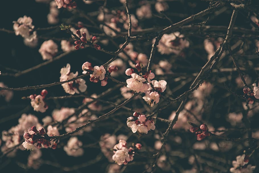 Sakura, beauty in nature, tree, flower head, closeup Free HD Wallpaper