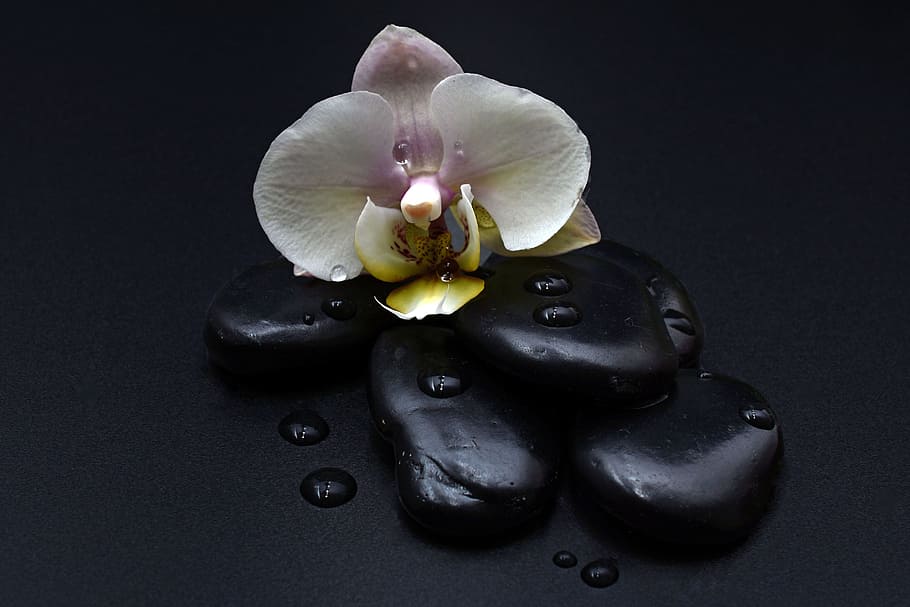 Unique Orchids, plant, heiss, balance, flowering plant Free HD Wallpaper