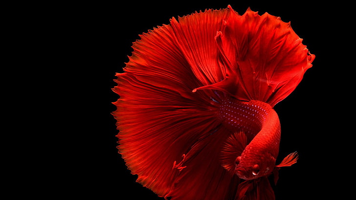 Veiltail Betta Fish, plant, softness, indoors, flower head Free HD Wallpaper