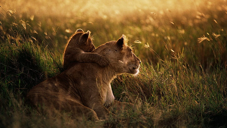 African Leopard, african, cool, lion, African