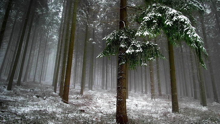 Beautiful Snow-Covered Trees, white, winter, fairy tale, pine woodland Free HD Wallpaper