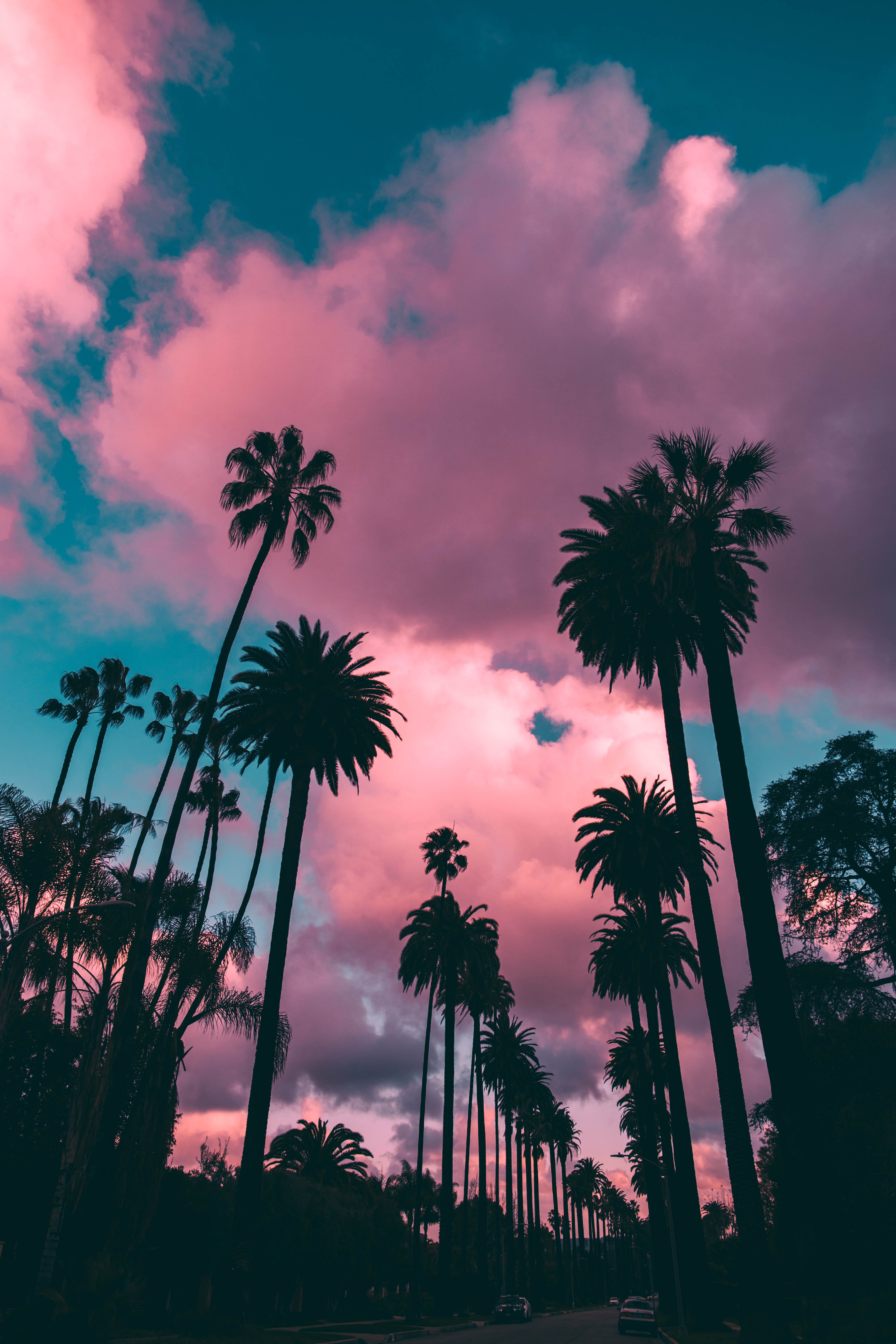 Blue Sky and Trees, tall high, tropical climate, los angeles, tranquil scene