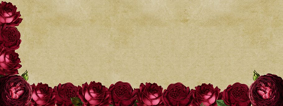 Border Frame with Roses, deco, studio shot, nature, digital greeting