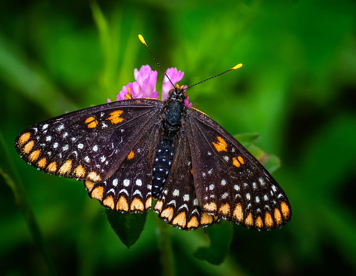 Butterfly Insect, usa, butterfly  insect, wildlife, insect Free HD Wallpaper