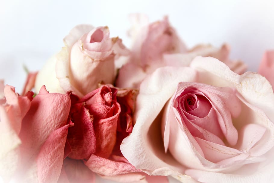 celebration, flower head, pink roses, love Free HD Wallpaper