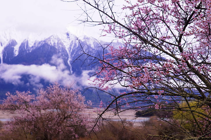 Chinese Peach Tree Blossom, flower, flowers, spring, tree Free HD Wallpaper