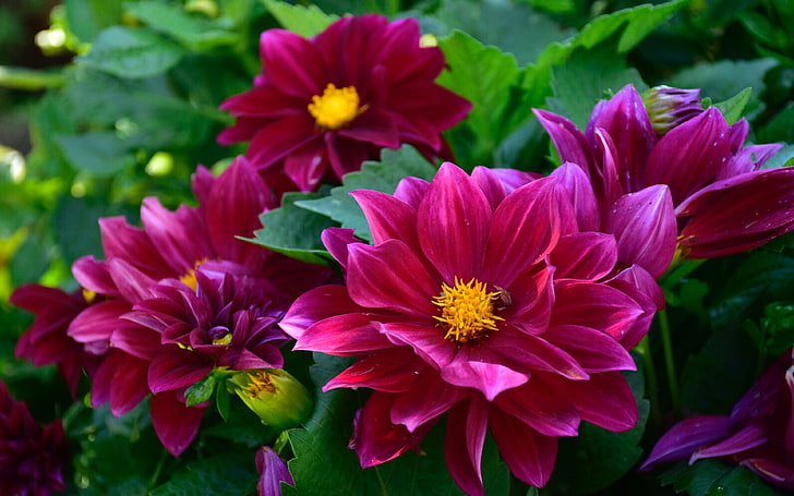 Dahlia, mobile, flowers, plant, closeup Free HD Wallpaper