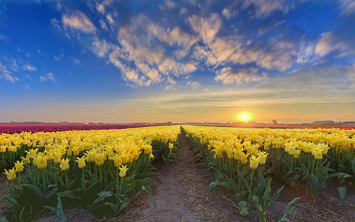 England Early Spring Flowers, cloud  sky, flower head, flowering plant, red Free HD Wallpaper