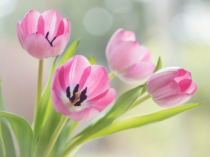 Flower Photography Ideas, tulips, bokeh, m43, nature Free HD Wallpaper