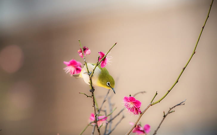 flowers, peach, blossom, pink Free HD Wallpaper