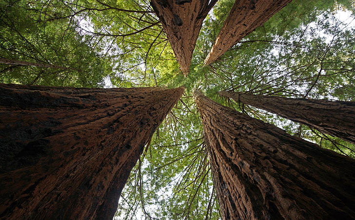 Giant Tree Forest, brown, beauty in nature, growth, foto Free HD Wallpaper