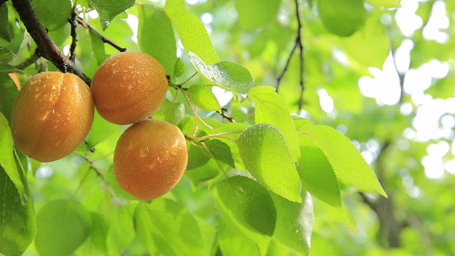 growth, organic, fruit tree, tree Free HD Wallpaper