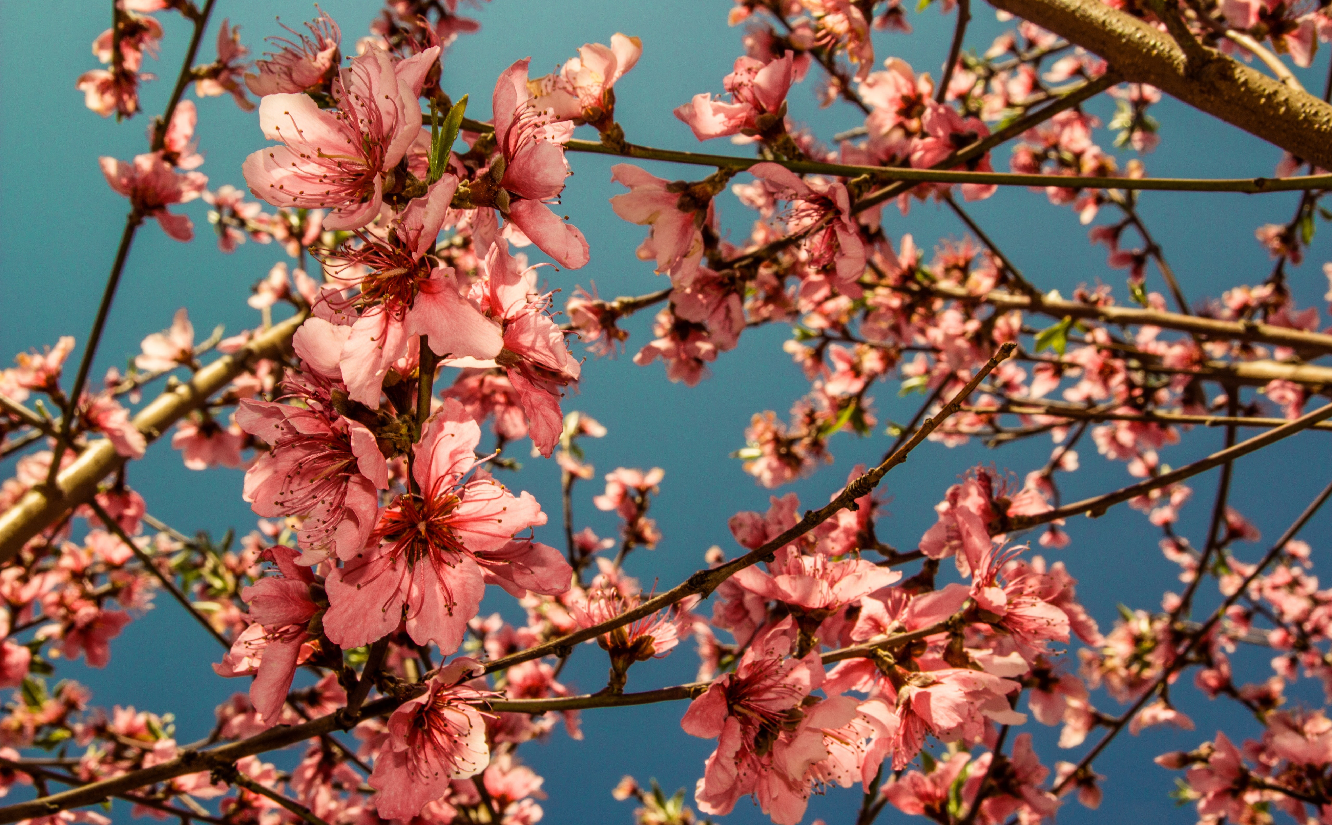 growth, peaches, flower, plant
