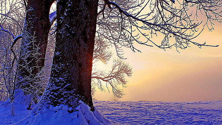 January Themes, pine tree, tree, no people, tranquility Free HD Wallpaper