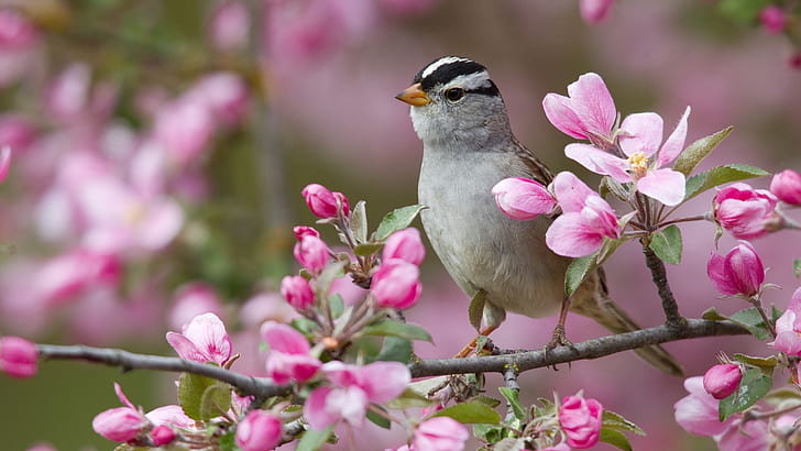 Love Birds Flowers, Spring, spring, blossom, the Free HD Wallpaper