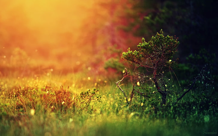 Mystical Foggy Forest, nature, colorful, tranquil scene, defocused