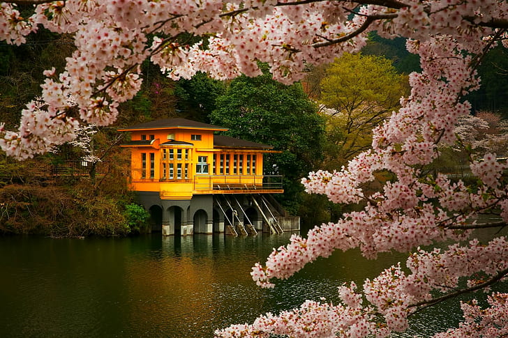 nature, spring, flowers, japan Free HD Wallpaper