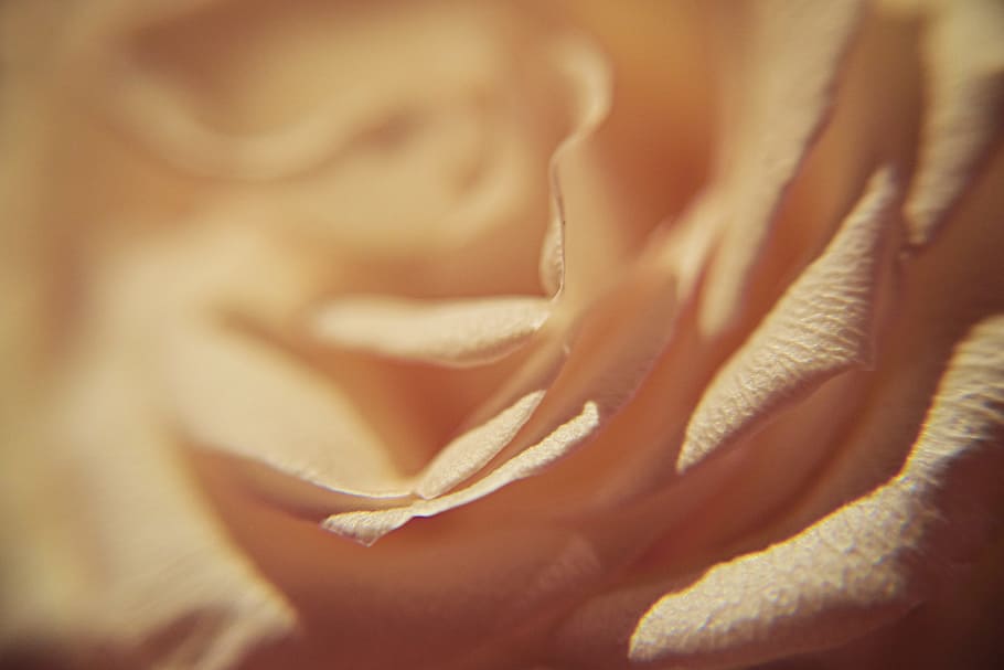 Petal Art, wedding, emotion, adult, soft focus Free HD Wallpaper