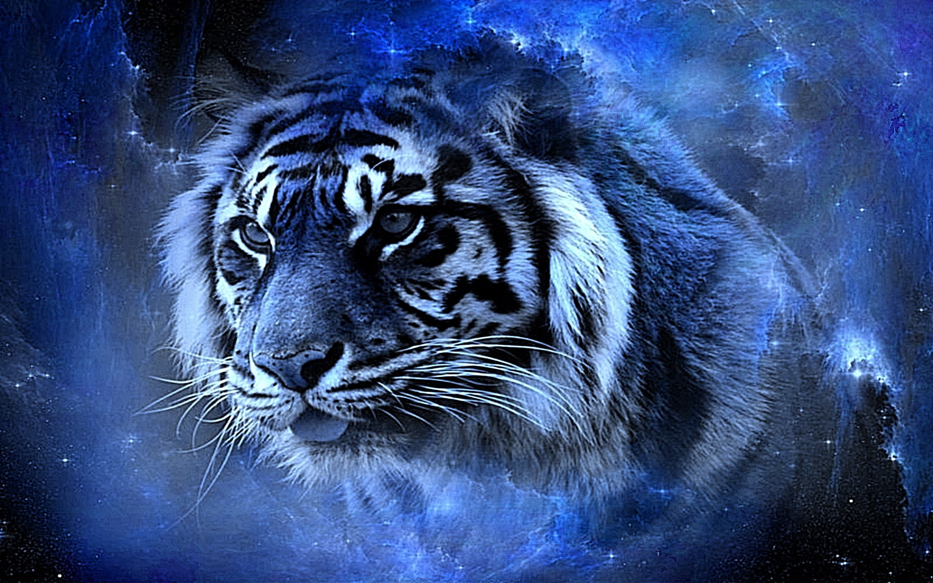 Real Maltese Tiger, beauty, lovely, big cat, tiger