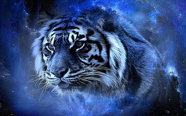 Real Maltese Tiger, beauty, lovely, big cat, tiger