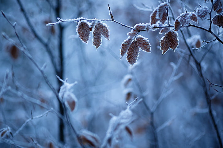 snowing, branch, forest, plant