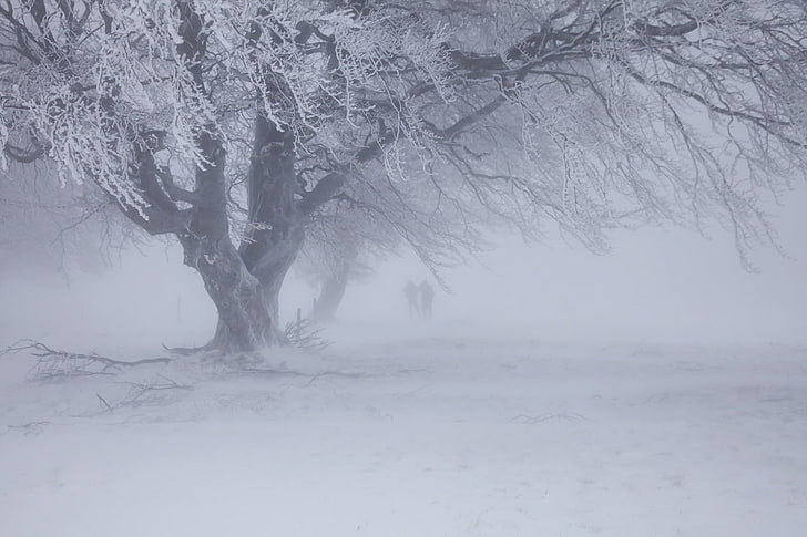 Winter Widescreen, white, land, cold  temperature, deep snow