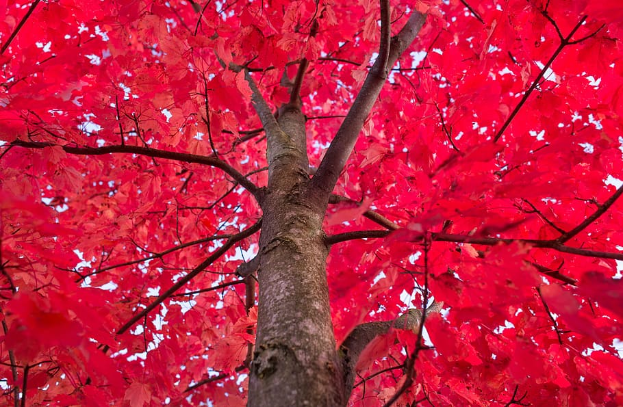 Acer Palmatum Bloodgood, season, beauty in nature, maple tree, fall Free HD Wallpaper