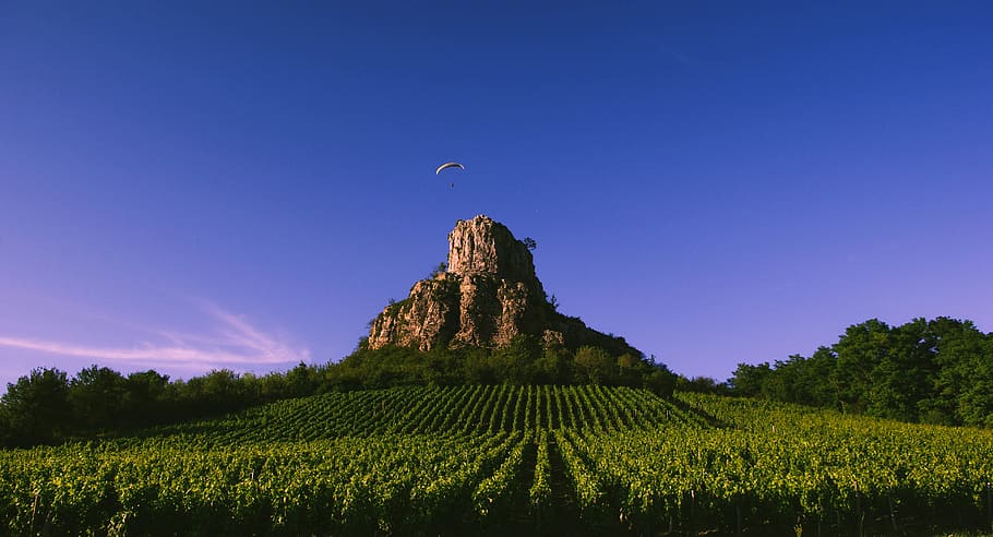 agriculture, burgundy, outdoors, environment