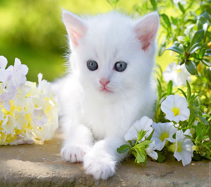 All White Baby Cats, blue, flower, white, kitten Free HD Wallpaper