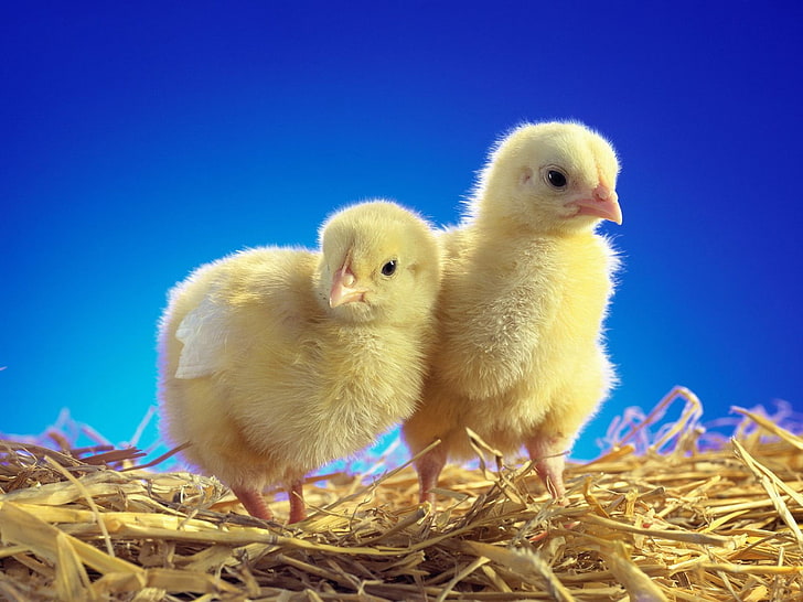 Bing Cute, no people, poultry, animal family, beginnings Free HD Wallpaper