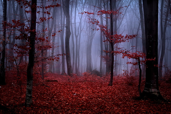 Black and Red Forest, morning, no people, halloween, mist Free HD Wallpaper