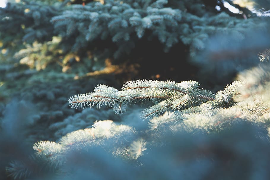 Blue Spruce Branch, fir tree, fragility, autumn, beauty in nature Free HD Wallpaper